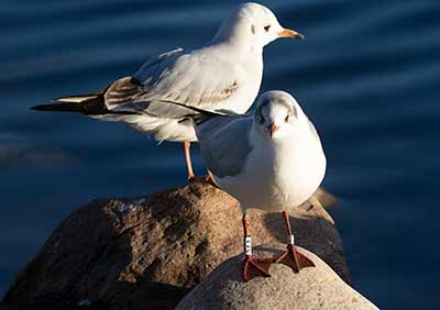 Black-headed Gull (Chroicocephalus ridibundus) [Christianshavns vold og voldgrav, Denmark]