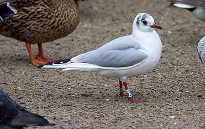 Black-headed Gull (Chroicocephalus ridibundus) [Christianshavns vold og voldgrav, Denmark]