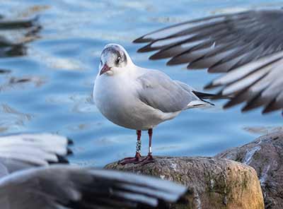 Black-headed Gull (Chroicocephalus ridibundus) [Christianshavns vold og voldgrav, Denmark]