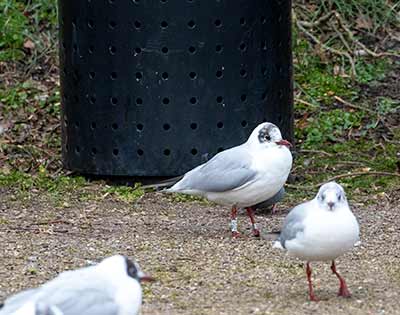 Black-headed Gull (Chroicocephalus ridibundus) [Christianshavns vold og voldgrav, Denmark]