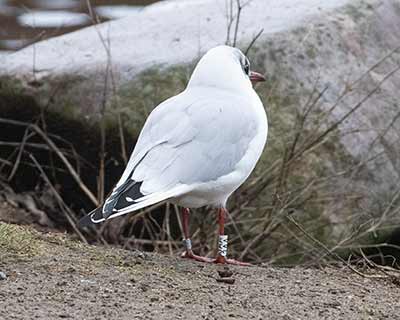 Black-headed Gull (Chroicocephalus ridibundus) [Christianshavns vold og voldgrav, Denmark]