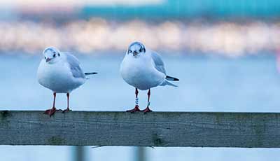 Black-headed Gull (Chroicocephalus ridibundus) [Søstjernen (Amager Strand), Denmark]