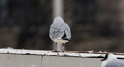 Black-headed Gull (Chroicocephalus ridibundus) [Søerne (København), Denmark]