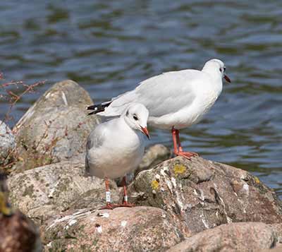 Black-headed Gull (Chroicocephalus ridibundus) [Christianshavns vold og voldgrav, Denmark]