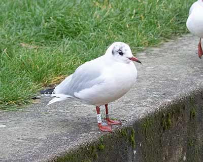 Black-headed Gull (Chroicocephalus ridibundus) [Islands Brygge (Amager), Denmark]