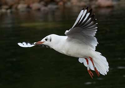 Black-headed Gull (Chroicocephalus ridibundus) [Christianshavns vold og voldgrav, Denmark]