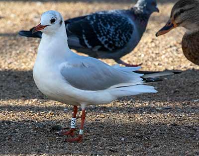 Black-headed Gull (Chroicocephalus ridibundus) [Christianshavns vold og voldgrav, Denmark]