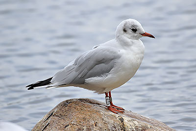 Black-headed Gull (Chroicocephalus ridibundus) [Christianshavns vold og voldgrav, Denmark]