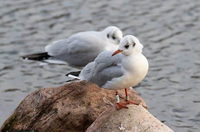 Black-headed Gull (Chroicocephalus ridibundus) [Christianshavns vold og voldgrav, Denmark]