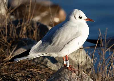 Black-headed Gull (Chroicocephalus ridibundus) [Christianshavns vold og voldgrav, Denmark]