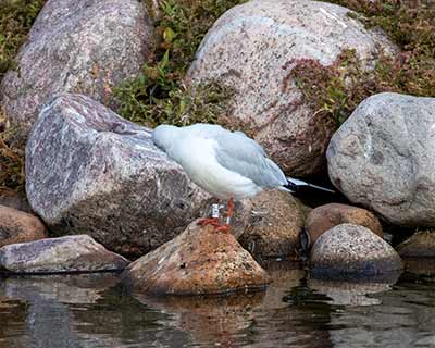 Black-headed Gull (Chroicocephalus ridibundus) [Christianshavns vold og voldgrav, Denmark]