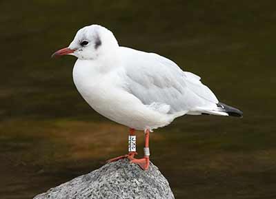 Black-headed Gull (Chroicocephalus ridibundus) [Christianshavns vold og voldgrav, Denmark]