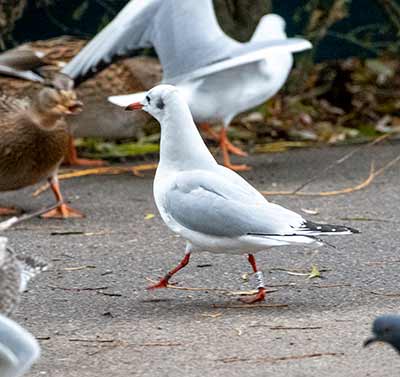 Black-headed Gull (Chroicocephalus ridibundus) [Søerne (København), Denmark]