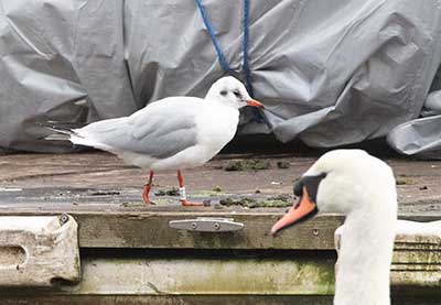 Black-headed Gull (Chroicocephalus ridibundus) [Søerne (København), Denmark]