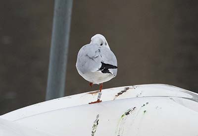 Black-headed Gull (Chroicocephalus ridibundus) [Søerne (København), Denmark]