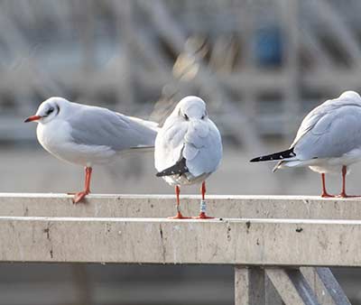 Black-headed Gull (Chroicocephalus ridibundus) [Amager Strandpark, Denmark]