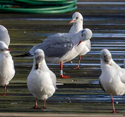 Black-headed Gull (Chroicocephalus ridibundus) [Kastrup Havn, Denmark]
