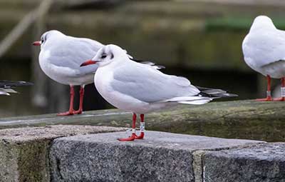 Black-headed Gull (Chroicocephalus ridibundus) [Dragør, Denmark]