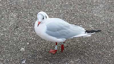 Black-headed Gull (Chroicocephalus ridibundus) [Dragør, Denmark]