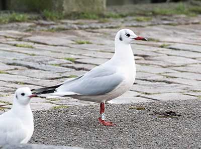 Black-headed Gull (Chroicocephalus ridibundus) [Dragør, Denmark]