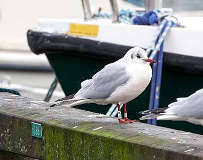 Black-headed Gull (Chroicocephalus ridibundus) [Dragør, Denmark]