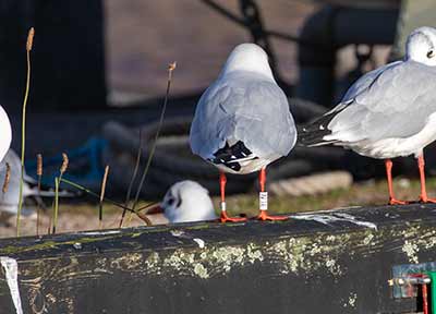 Black-headed Gull (Chroicocephalus ridibundus) [Dragør, Denmark]