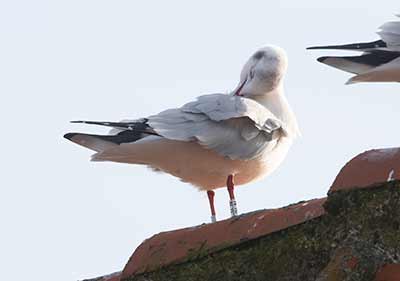 Black-headed Gull (Chroicocephalus ridibundus) [Dragør, Denmark]