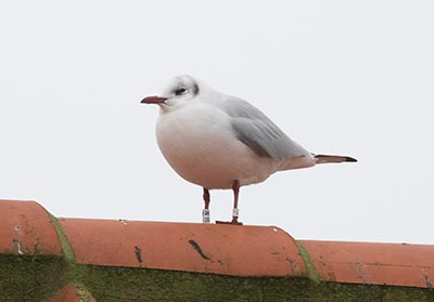 Black-headed Gull (Chroicocephalus ridibundus) [Dragør, Denmark]