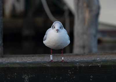 Black-headed Gull (Chroicocephalus ridibundus) [Dragør, Denmark]