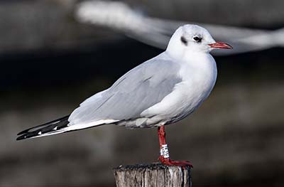 Black-headed Gull (Chroicocephalus ridibundus) [Dragør, Denmark]