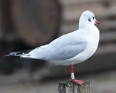 Black-headed Gull (Chroicocephalus ridibundus) [Dragør, Denmark]