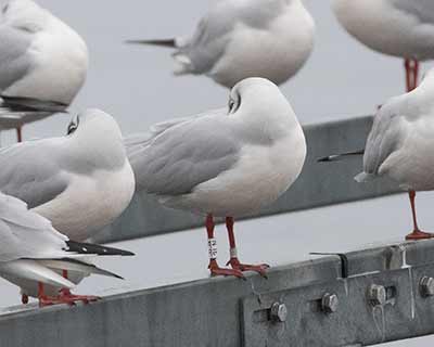 Black-headed Gull (Chroicocephalus ridibundus) [Dragør, Denmark]