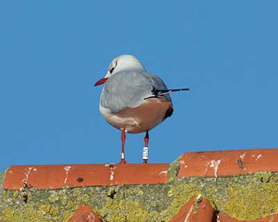 Black-headed Gull (Chroicocephalus ridibundus) [Dragør, Denmark]