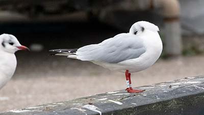 Black-headed Gull (Chroicocephalus ridibundus) [Dragør, Denmark]