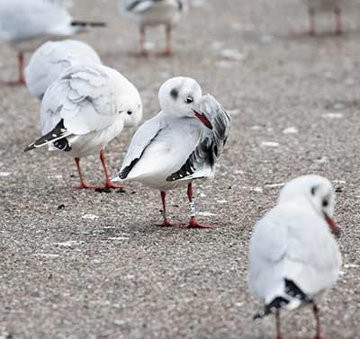 Black-headed Gull (Chroicocephalus ridibundus) [Dragør, Denmark]