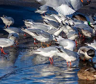 Black-headed Gull (Chroicocephalus ridibundus) [Dragør, Denmark]