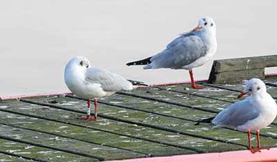 Black-headed Gull (Chroicocephalus ridibundus) [Dragør, Denmark]