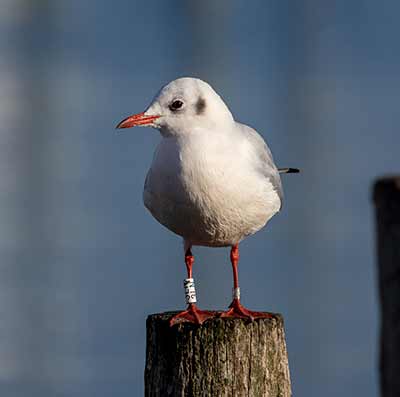 Black-headed Gull (Chroicocephalus ridibundus) [Dragør, Denmark]