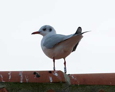 Black-headed Gull (Chroicocephalus ridibundus) [Dragør, Denmark]