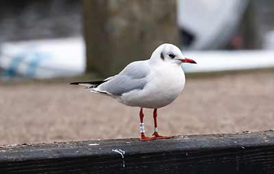 Black-headed Gull (Chroicocephalus ridibundus) [Dragør, Denmark]
