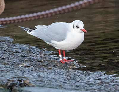 Black-headed Gull (Chroicocephalus ridibundus) [Dragør, Denmark]