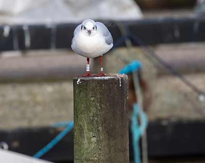 Black-headed Gull (Chroicocephalus ridibundus) [Dragør, Denmark]