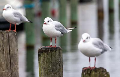 Black-headed Gull (Chroicocephalus ridibundus) [Dragør, Denmark]