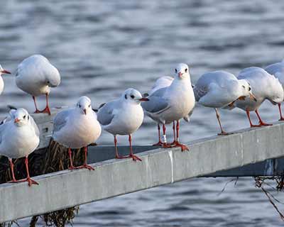 Black-headed Gull (Chroicocephalus ridibundus) [Dragør, Denmark]