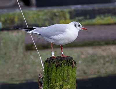 Black-headed Gull (Chroicocephalus ridibundus) [Dragør, Denmark]