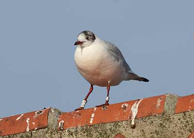 Black-headed Gull (Chroicocephalus ridibundus) [Dragør, Denmark]