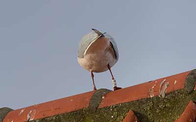 Black-headed Gull (Chroicocephalus ridibundus) [Dragør, Denmark]