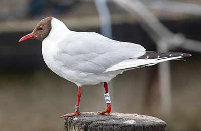 Black-headed Gull (Chroicocephalus ridibundus) [Dragør, Denmark]