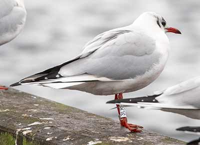 Black-headed Gull (Chroicocephalus ridibundus) [Dragør, Denmark]