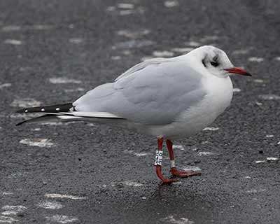 Black-headed Gull (Chroicocephalus ridibundus) [Dragør, Denmark]
